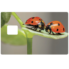 Charger l'image dans la galerie, les coccinelles - Sticker pour carte bancaire, disponible en deux formats.
