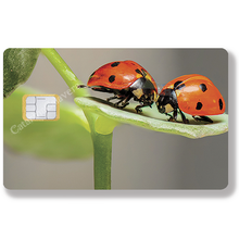 Load image into Gallery viewer, Ladybugs - Credit card sticker, available in two sizes.