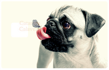 Charger l'image dans la galerie, Pug - sticker pour carte bancaire, format US