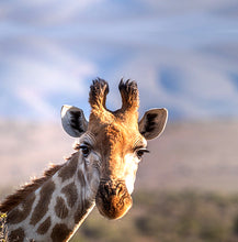 Load image into Gallery viewer, Girafe