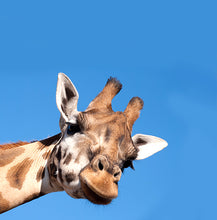 Load image into Gallery viewer, La girafe curieuse