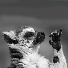 Load image into Gallery viewer, Le suricate