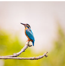 Load image into Gallery viewer, Martin Pecheur