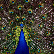 Load image into Gallery viewer, Le paon