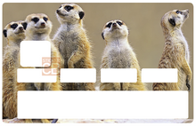 Load image into Gallery viewer, Les Suricates - Sticker pour carte bancaire, disponible en deux formats.