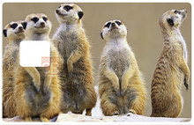 Load image into Gallery viewer, Les Suricates - Sticker pour carte bancaire, disponible en deux formats.