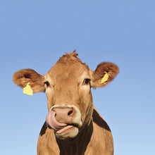 Load image into Gallery viewer, La vache