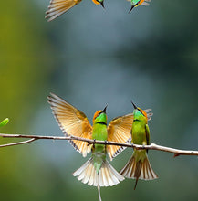 Load image into Gallery viewer, Les Colibris