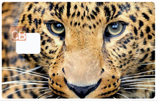 Load image into Gallery viewer, Tête de leopard - Sticker pour carte bancaire, disponible en deux formats.