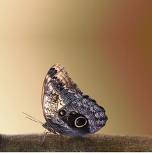 Load image into Gallery viewer, Papillon