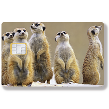 Load image into Gallery viewer, Meerkats - Bank card sticker, available in two sizes.
