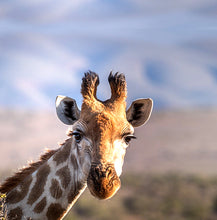 Upload image to gallery, Giraffe