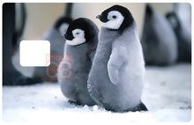 Charger l&#39;image dans la galerie, Bébé pingouins- sticker pour carte bancaire
