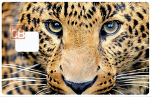 Charger l&#39;image dans la galerie, Tête de leopard - sticker pour carte bancaire
